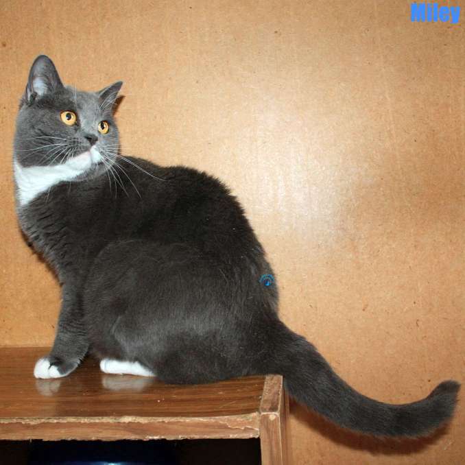 Nikolai/Katzen/Miley/Miley06Kopie.jpg