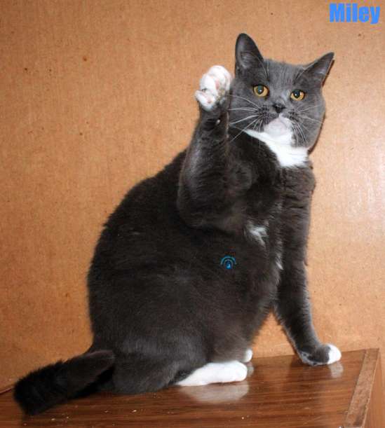 Nikolai/Katzen/Miley/Miley07Kopie.jpg