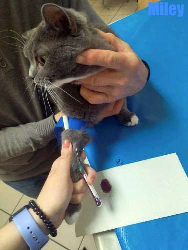 Nikolai/Katzen/Miley/Miley08Kopie.jpg