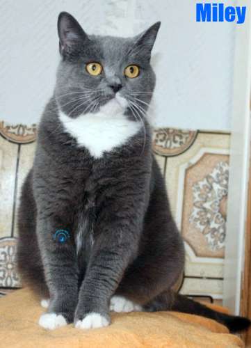 Nikolai/Katzen/Miley/Miley12Kopie.jpg