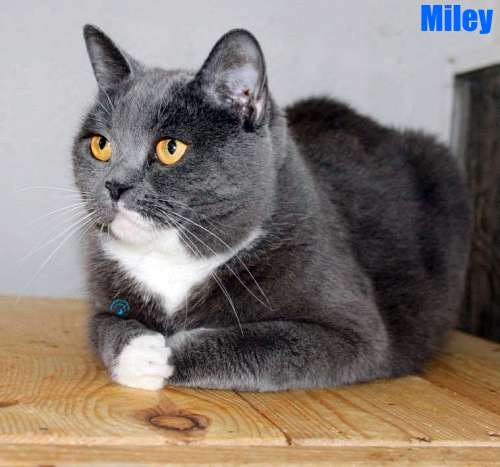 Nikolai/Katzen/Miley/Miley13Kopie.jpg