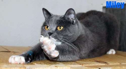 Nikolai/Katzen/Miley/Miley14Kopie.jpg