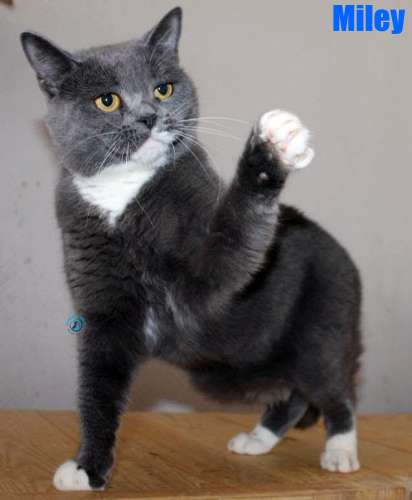 Nikolai/Katzen/Miley/Miley15Kopie.jpg