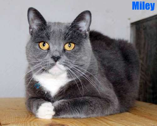 Nikolai/Katzen/Miley/Miley16Kopie.jpg