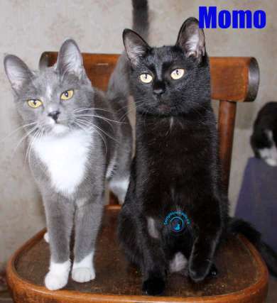 Nikolai/Katzen/Momo/JuliundMomo01Kopie.jpg