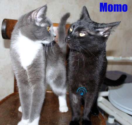 Nikolai/Katzen/Momo/JuliundMomo02Kopie.jpg