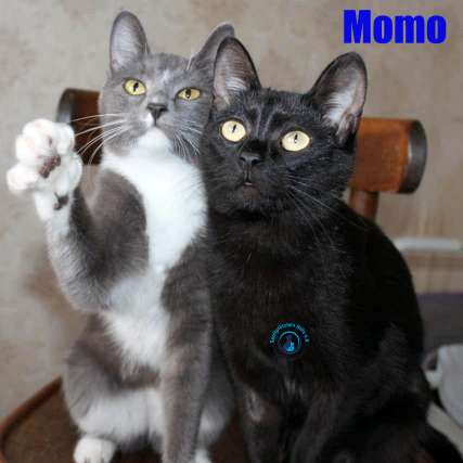 Nikolai/Katzen/Momo/JuliundMomo04Kopie.jpg