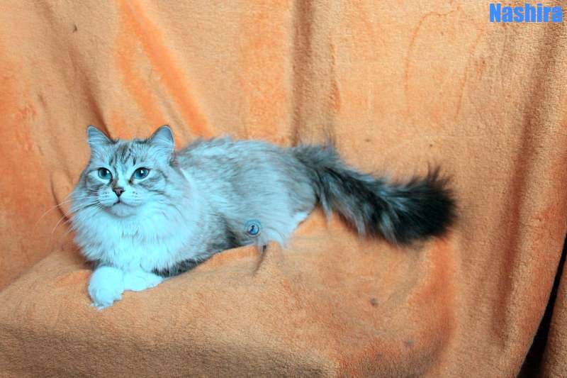 Nikolai/Katzen/Nashira/Nashira02Kopie.jpg