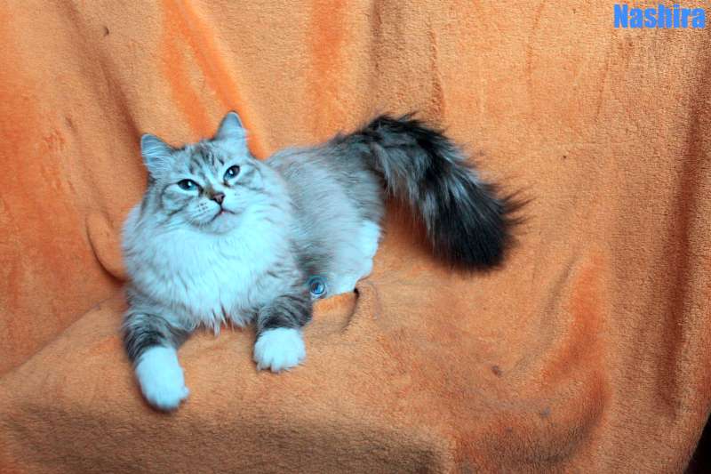 Nikolai/Katzen/Nashira/Nashira04Kopie.jpg
