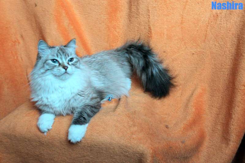 Nikolai/Katzen/Nashira/Nashira05Kopie.jpg