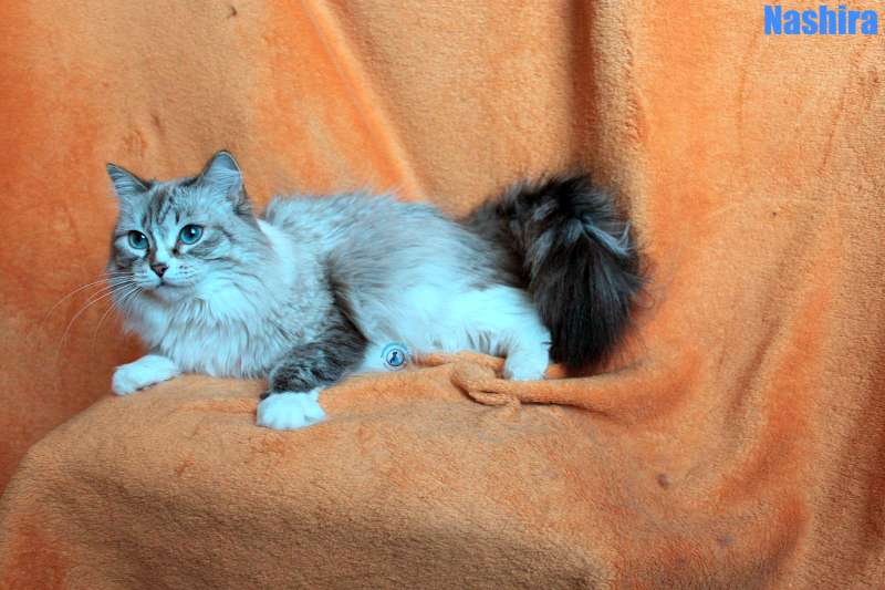 Nikolai/Katzen/Nashira/Nashira06Kopie.jpg