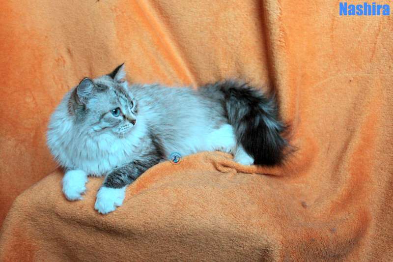 Nikolai/Katzen/Nashira/Nashira07Kopie.jpg