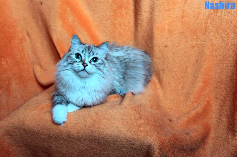 Nikolai/Katzen/Nashira/Nashira08Kopie.jpg