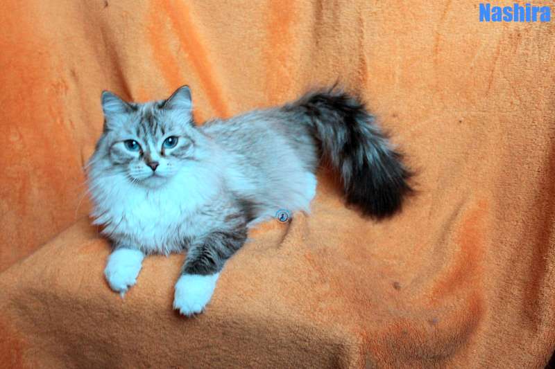 Nikolai/Katzen/Nashira/Nashira09Kopie.jpg