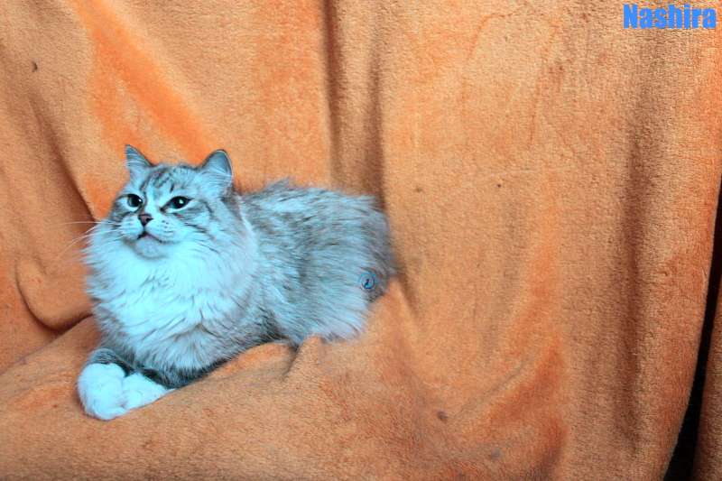 Nikolai/Katzen/Nashira/Nashira10Kopie.jpg