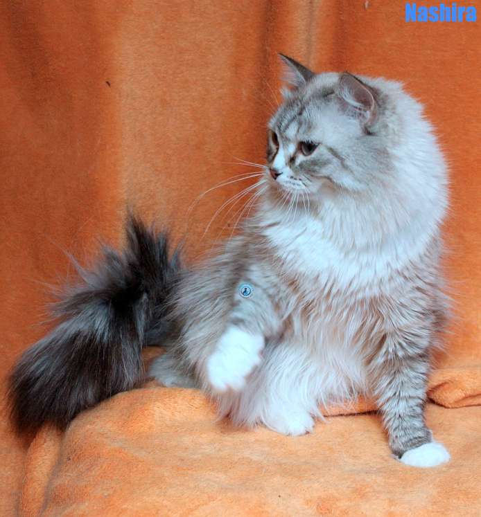 Nikolai/Katzen/Nashira/Nashira12Kopie.jpg