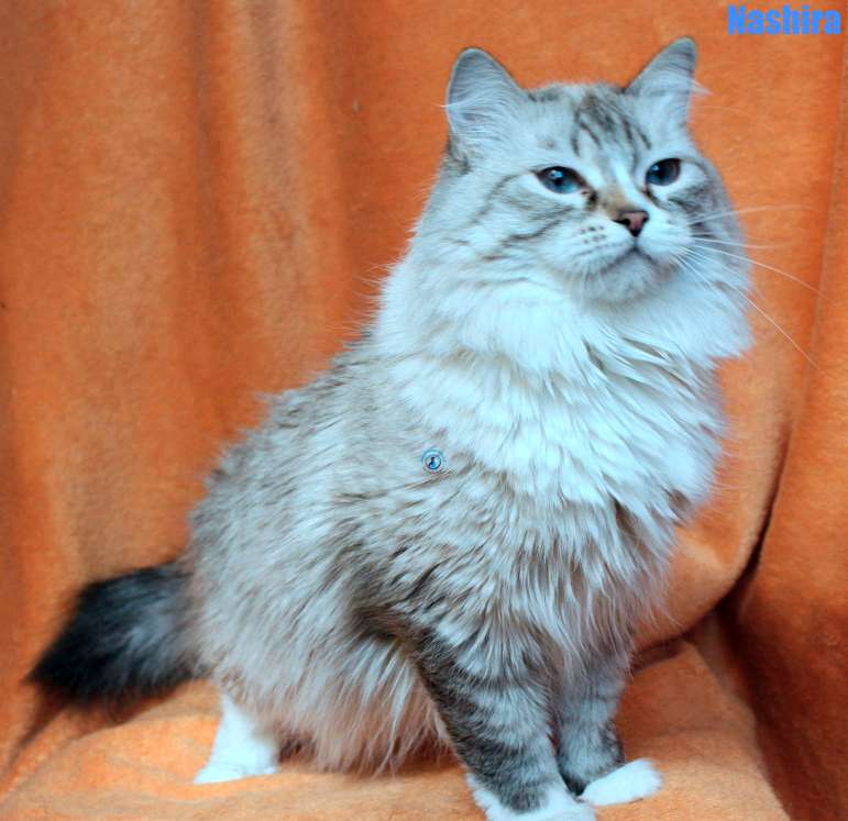 Nikolai/Katzen/Nashira/Nashira13Kopie.jpg