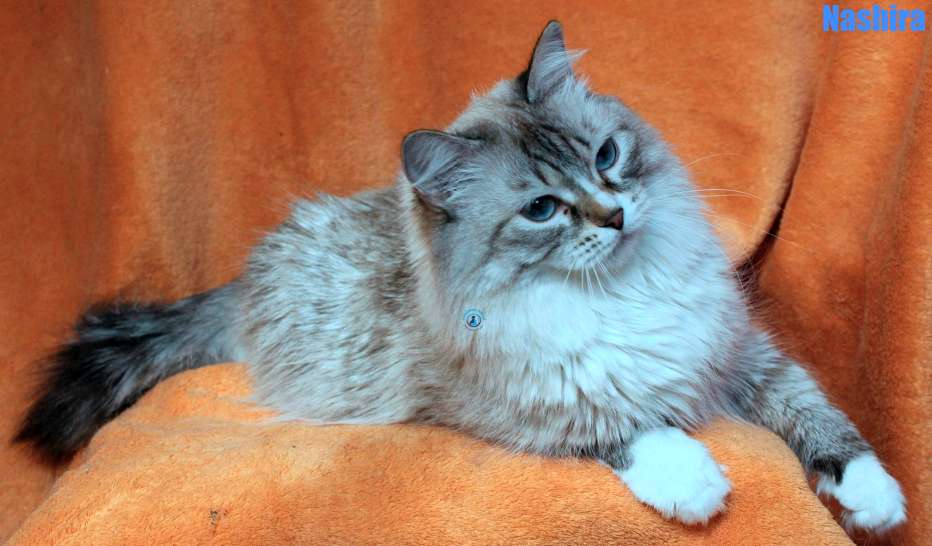 Nikolai/Katzen/Nashira/Nashira14Kopie.jpg