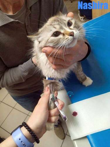 Nikolai/Katzen/Nashira/Nashira15Kopie.jpg