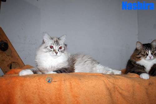 Nikolai/Katzen/Nashira/Nashira17Kopie.jpg
