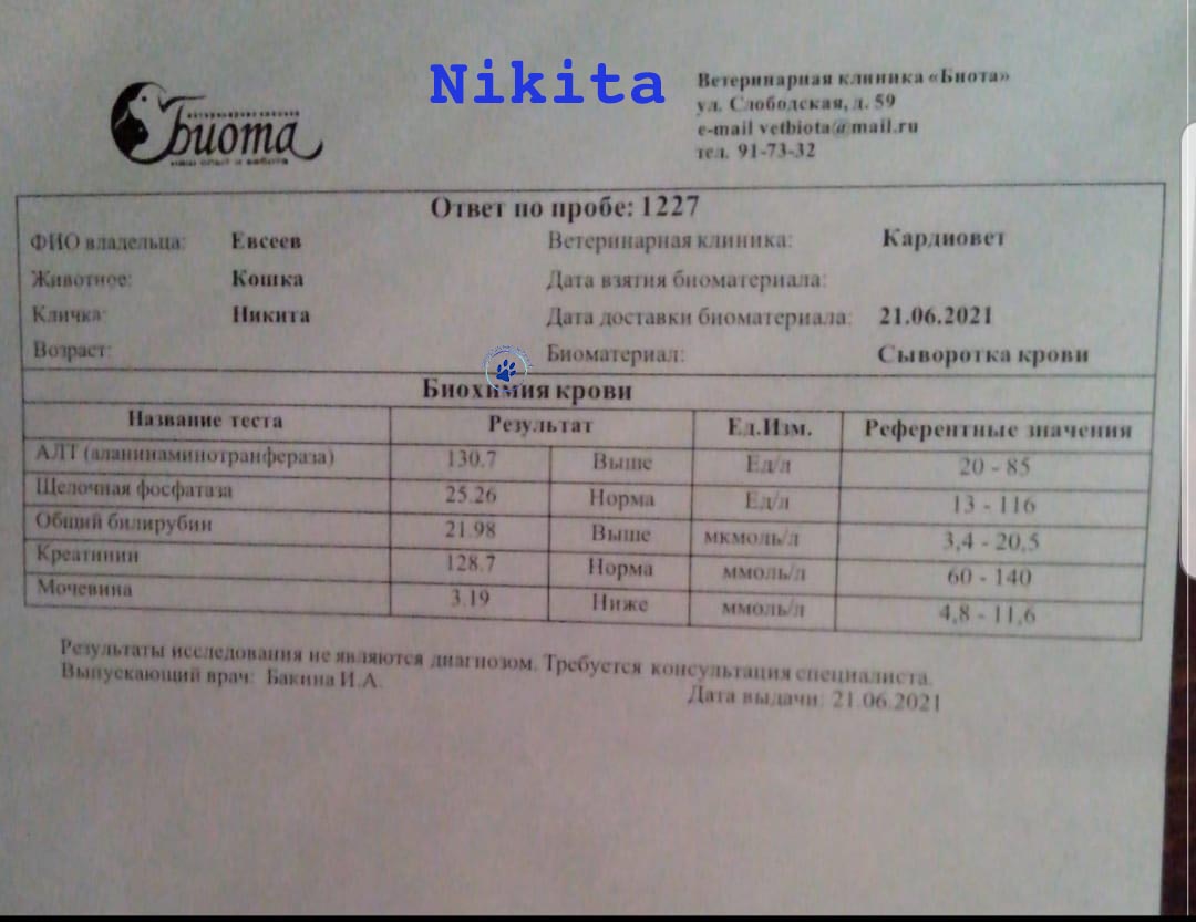 Nikolai/Katzen/Nikita/Nikita07mw.jpg