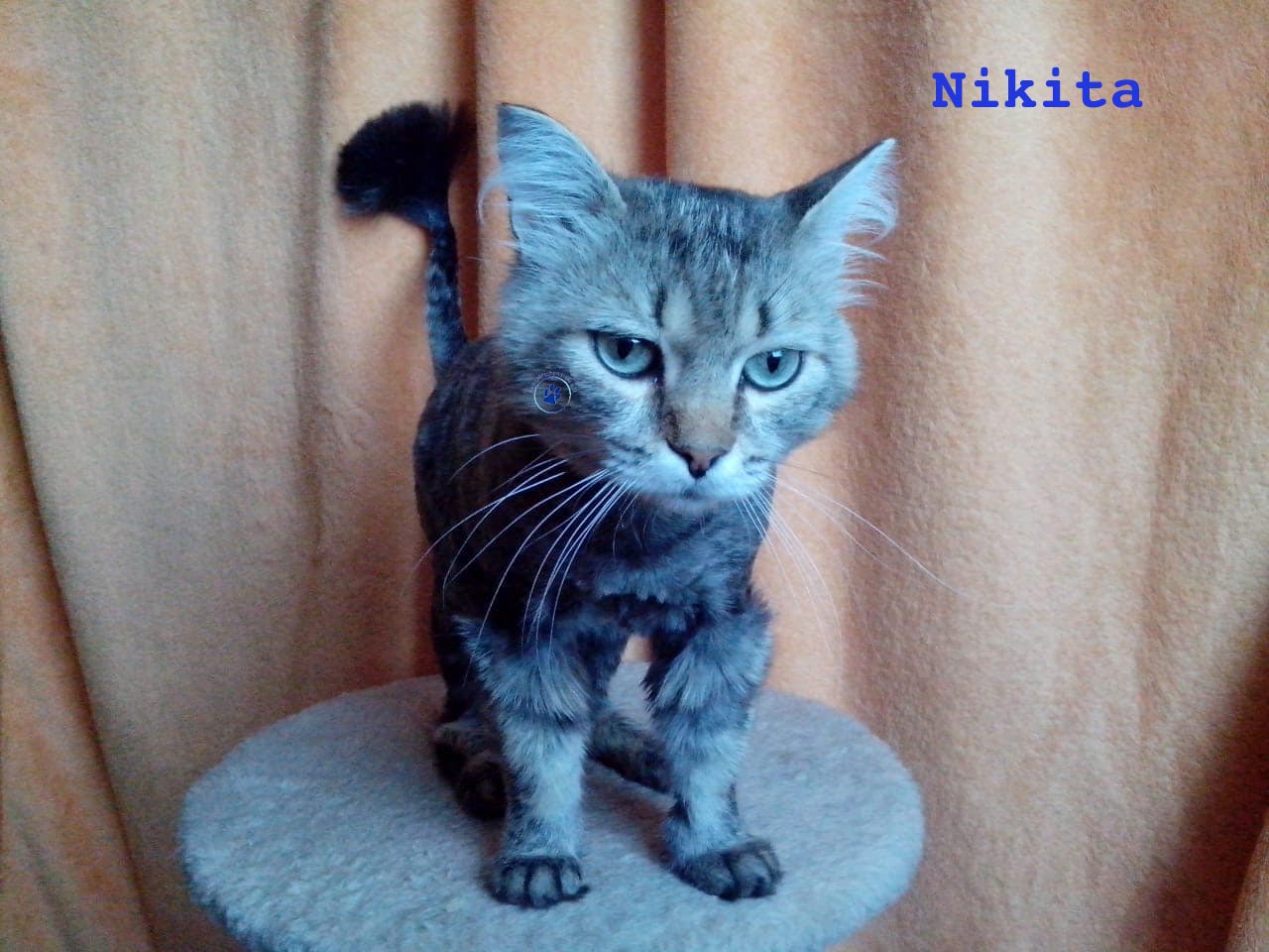 Nikolai/Katzen/Nikita/Nikita12mW.jpg