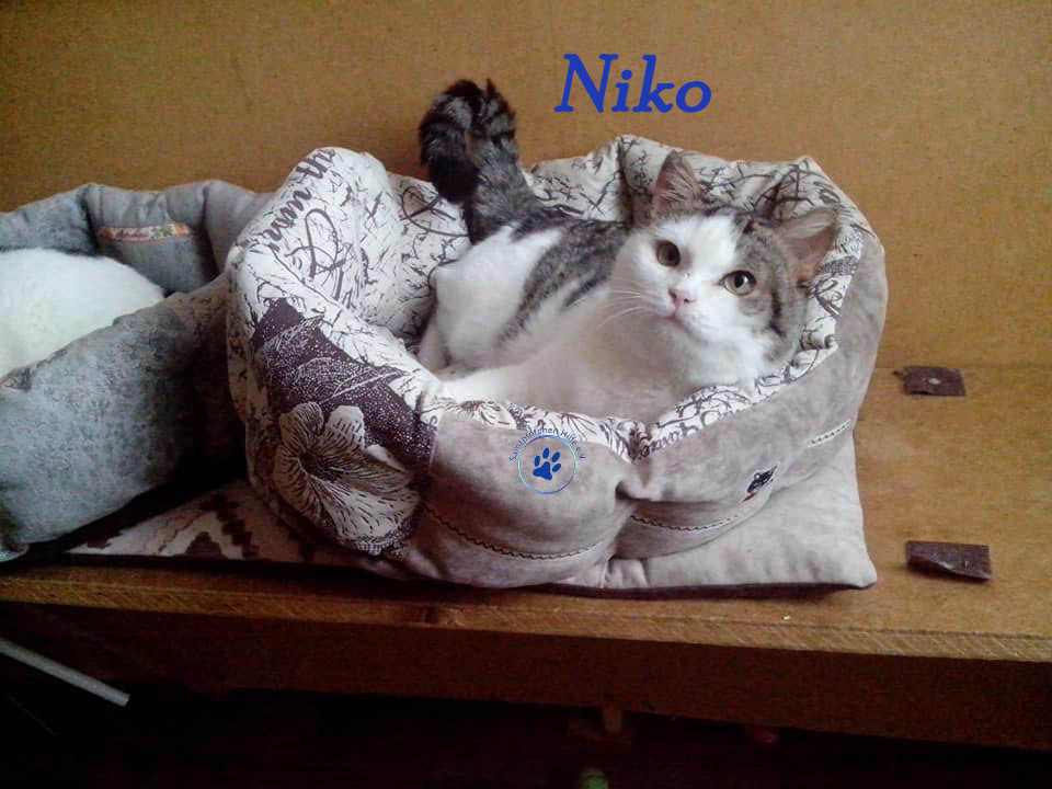 Nikolai/Katzen/Niko/Niko05WZ.jpg