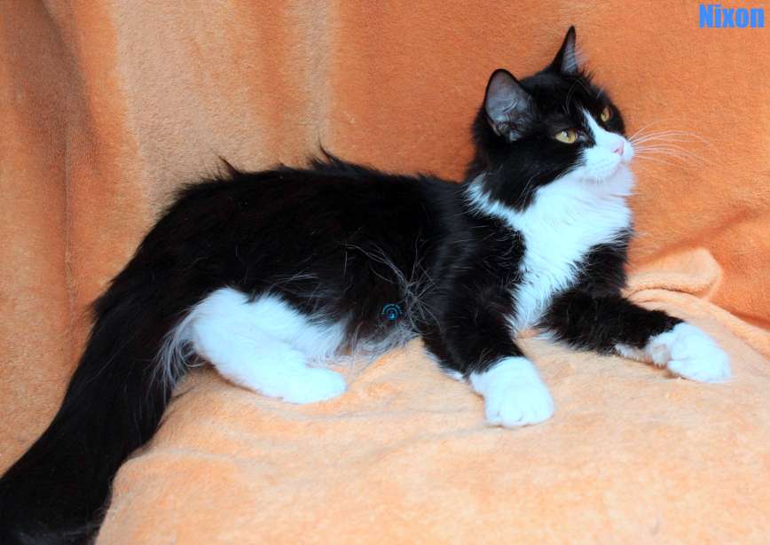 Nikolai/Katzen/Nixon/Nixon07Kopie.jpg
