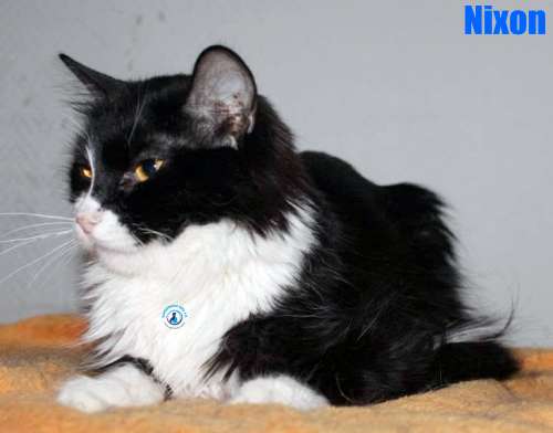 Nikolai/Katzen/Nixon/Nixon09Kopie.jpg