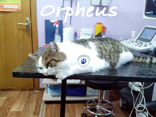 Nikolai/Katzen/Orpheus/Orpheus08mW.jpg