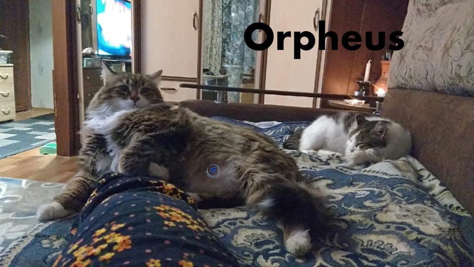 Orpheus im neuen Zuhause