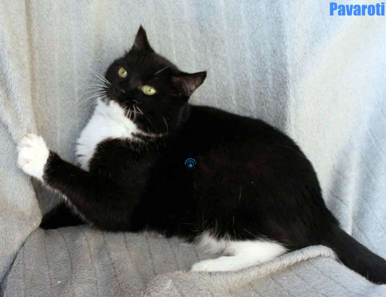 Nikolai/Katzen/Pavaroti/Pavaroti32Kopie.jpg