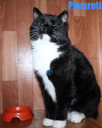Nikolai/Katzen/Pavaroti/Pavaroti33Kopie.jpg