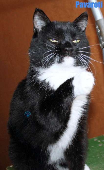 Nikolai/Katzen/Pavaroti/Pavaroti34Kopie.jpg
