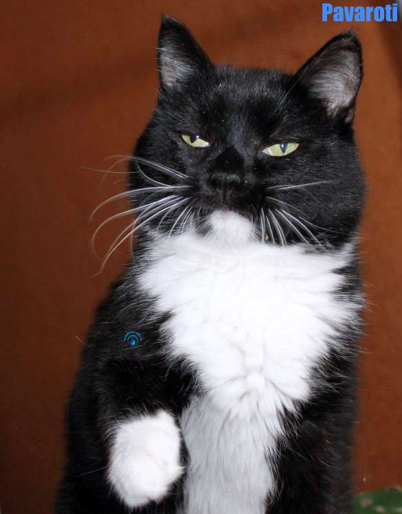Nikolai/Katzen/Pavaroti/Pavaroti35Kopie.jpg