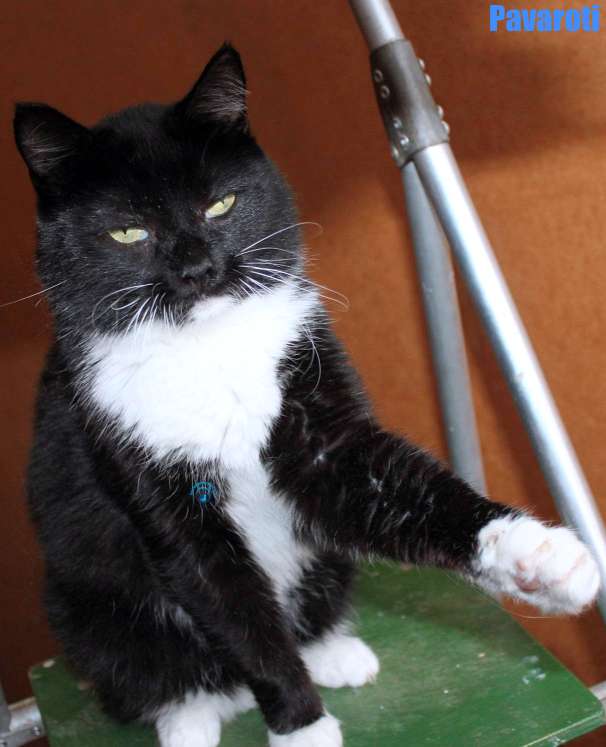 Nikolai/Katzen/Pavaroti/Pavaroti36Kopie.jpg