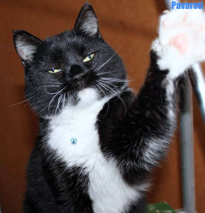 Nikolai/Katzen/Pavaroti/Pavaroti37Kopie.jpg