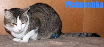 Nikolai/Katzen/Piskuschka/Piskuschka23Kopie.jpg