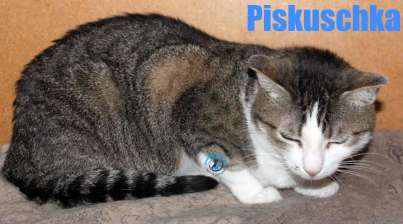 Nikolai/Katzen/Piskuschka/Piskuschka24Kopie.jpg