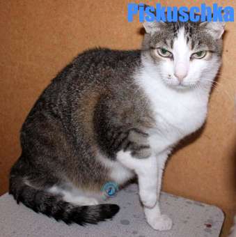 Nikolai/Katzen/Piskuschka/Piskuschka25Kopie.jpg
