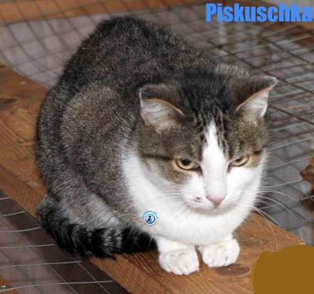 Nikolai/Katzen/Piskuschka/Piskuschka26Kopie.jpg