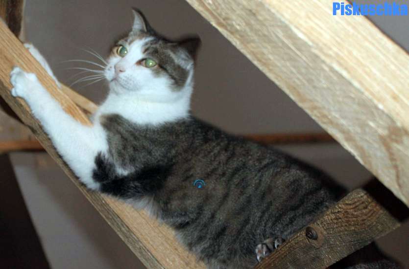 Nikolai/Katzen/Piskuschka/Piskuschka27Kopie.jpg