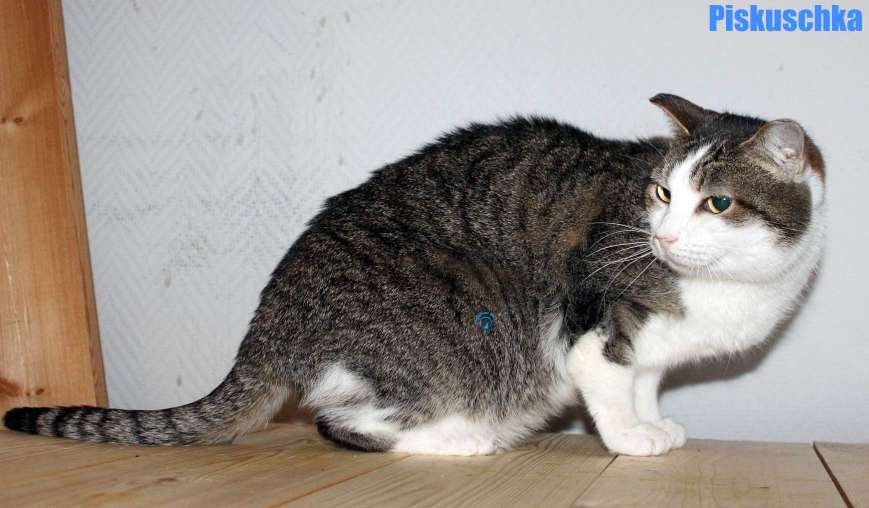 Nikolai/Katzen/Piskuschka/Piskuschka28Kopie.jpg