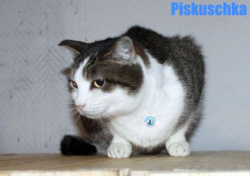 Nikolai/Katzen/Piskuschka/Piskuschka29Kopie.jpg