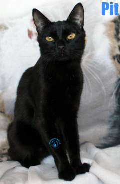 Nikolai/Katzen/Pit/Pit19Kopie.jpg