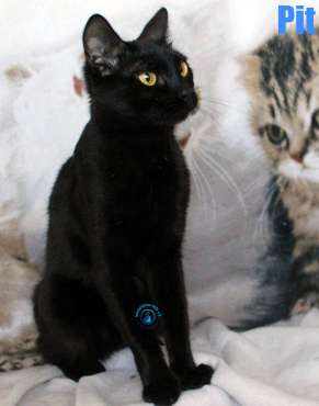 Nikolai/Katzen/Pit/Pit20Kopie.jpg