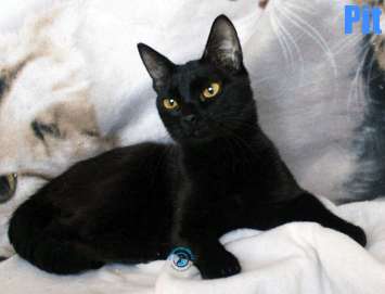 Nikolai/Katzen/Pit/Pit21Kopie.jpg