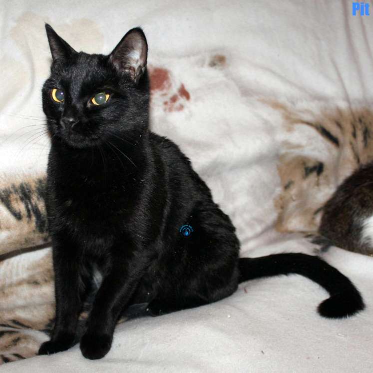 Nikolai/Katzen/Pit/Pit23Kopie.jpg