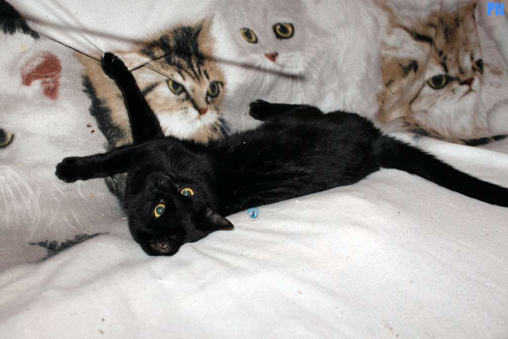 Nikolai/Katzen/Pit/Pit25Kopie.jpg