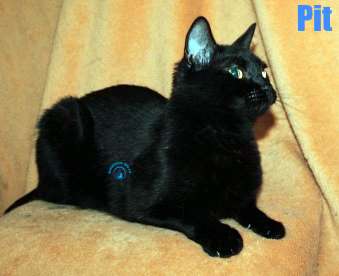 Nikolai/Katzen/Pit/Pit28Kopie.jpg